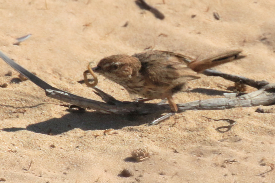 Rufous Fieldwren (Calamanthus campestris)